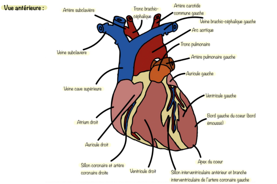 Anatomie du cœur – Fiches étudiants